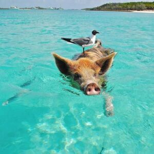 e99036f9181b91521eb8eb8b40a8e080